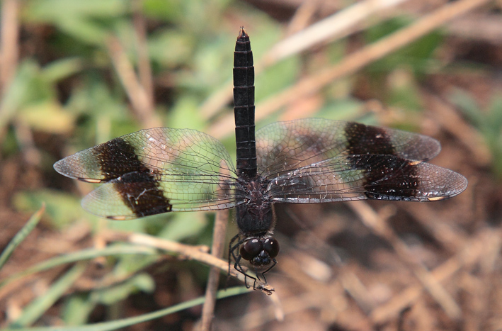 Libellula dal Rwanda